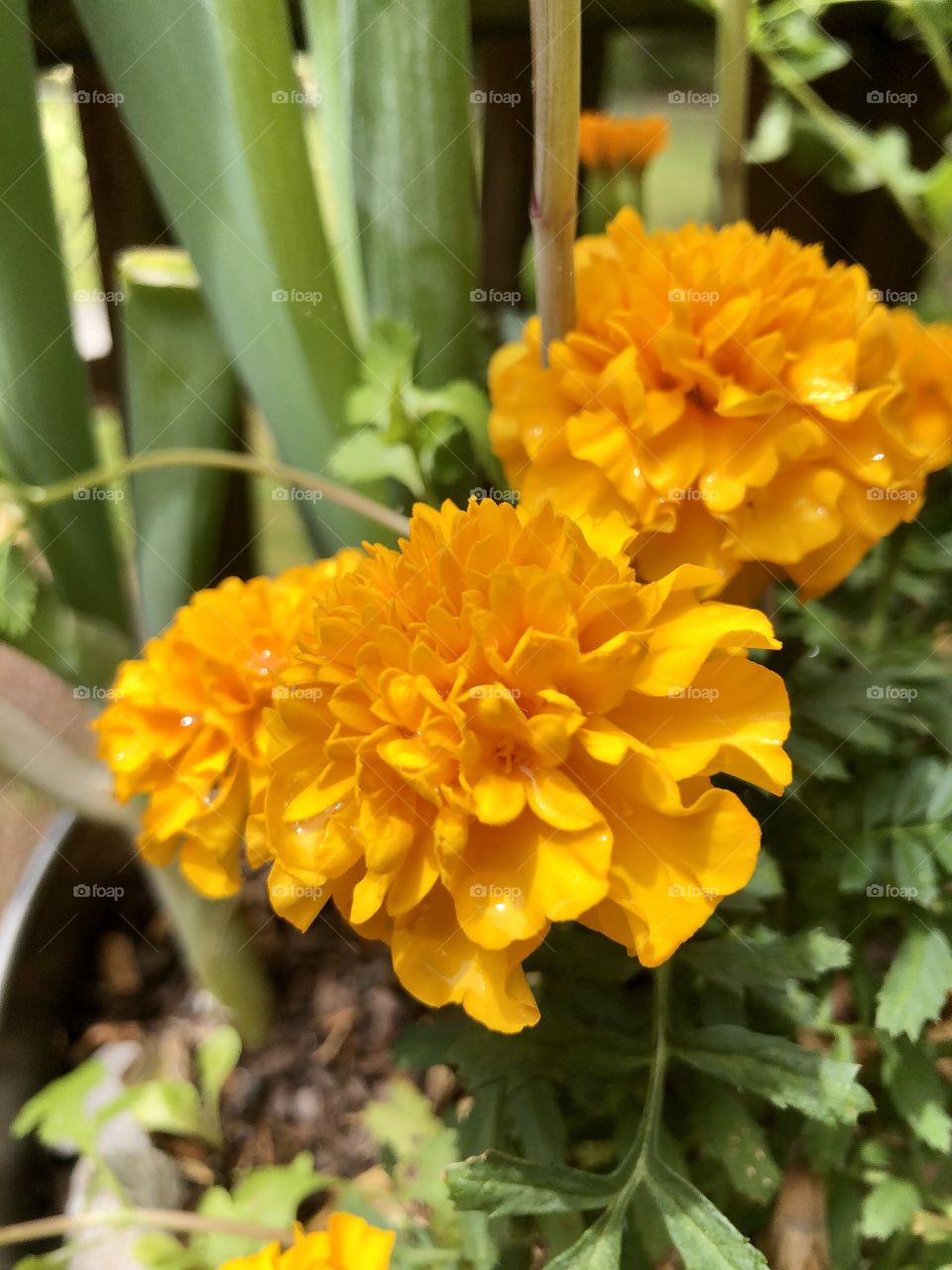Closeup marigold 