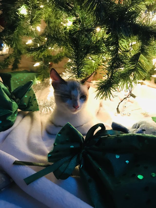 Christmas present 