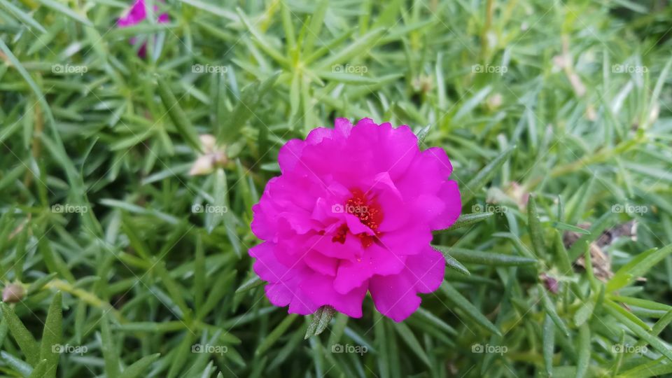 Purslane Morning.
#purslaneflowers #purslaneflower
#purslane
#morninglight
#morningvibes
#morningclick
#morningflowers
#portulacaoleracea
#love
#flowerphotography
#flowerlove
#floweroftheday
#flowers