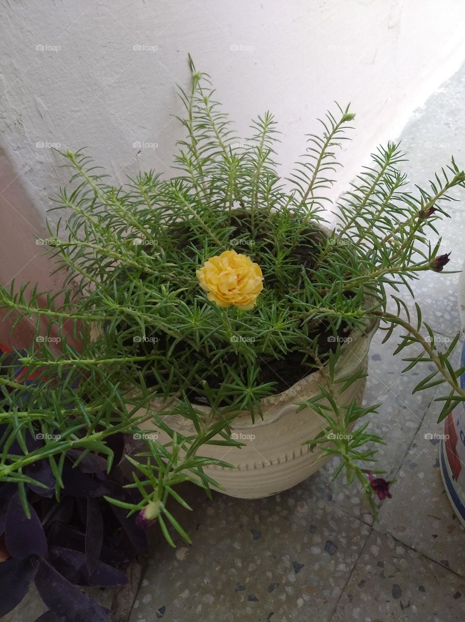 yellow flower shurb small in size fresh seasonal looking very beautiful generally found everywhere