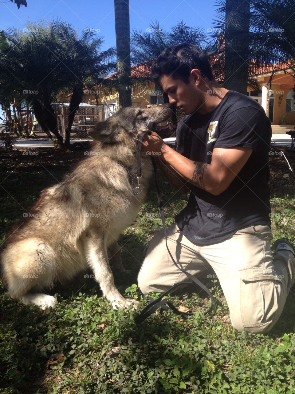 Luke the timber wolf with his trainer