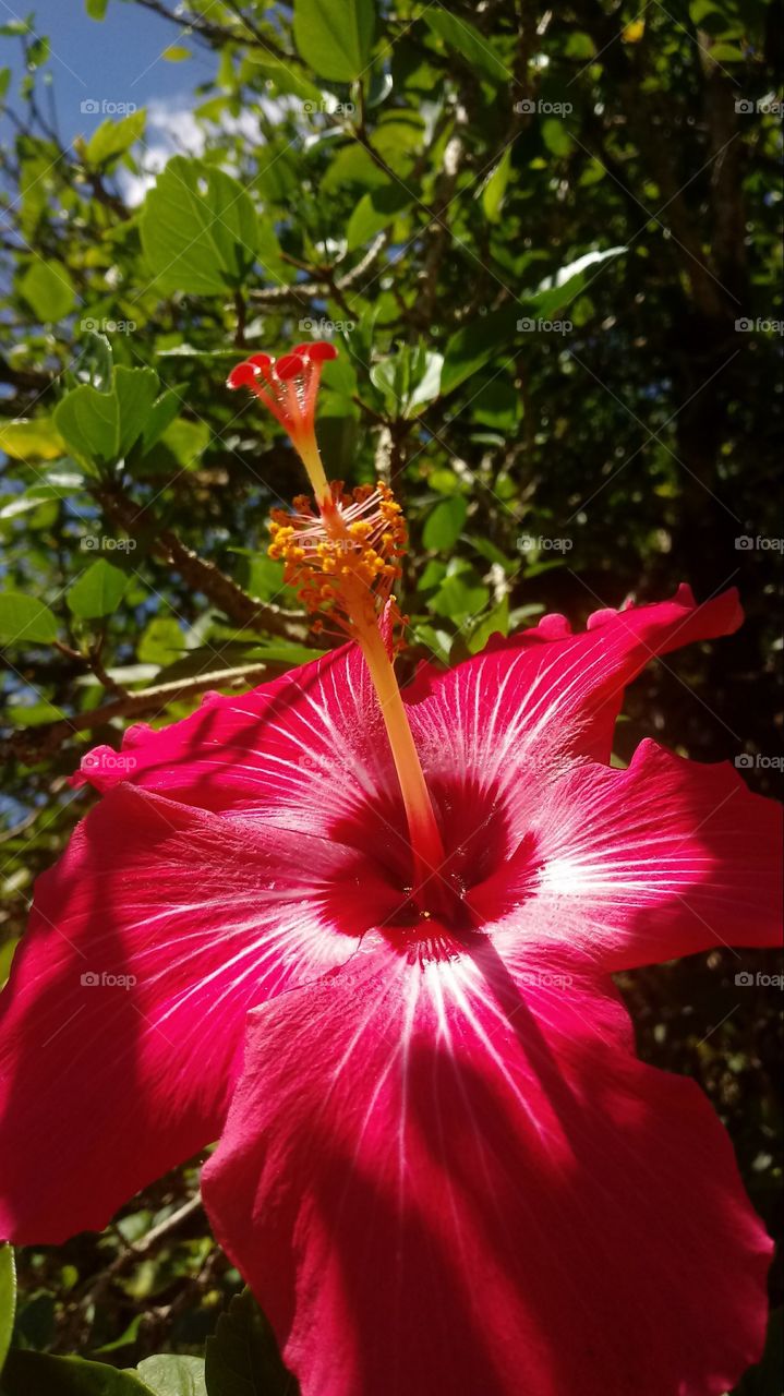 GARDEN, LEAVES, HIBISCUS FLOWER, ENVIRONMENT, PLANTS.