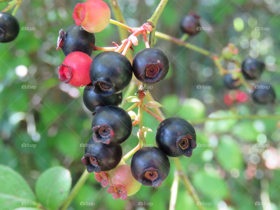 Cluster of berries