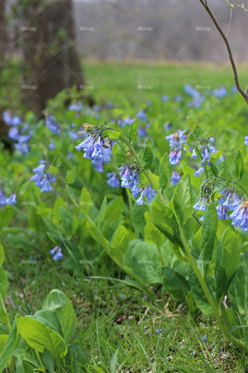 Virginia bluebells 