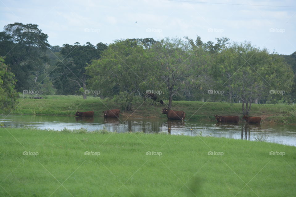 Bunch of cows cooling off in the pond from the hot sun