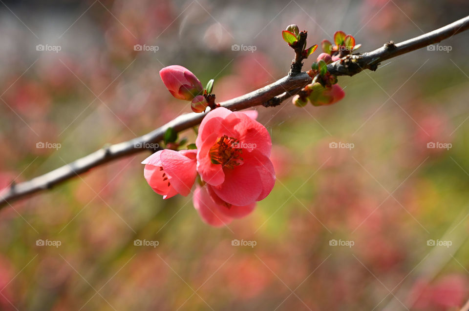 The early sign of spring in California 