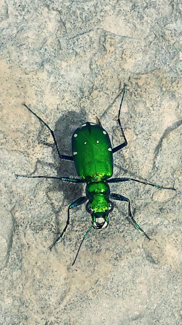 Six Spotted Tiger Beetle. Insect