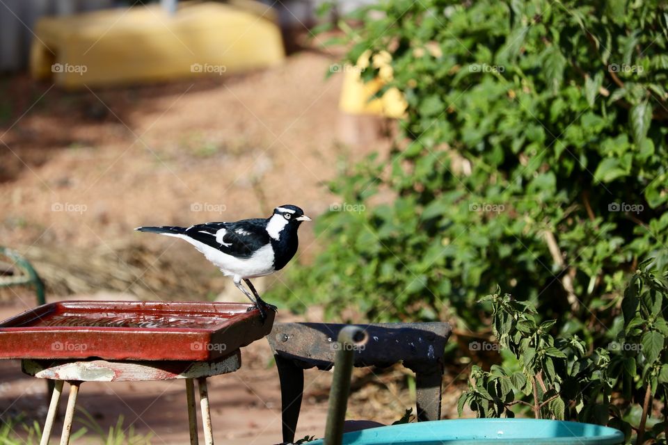 Murray magpie Lark living on the edge