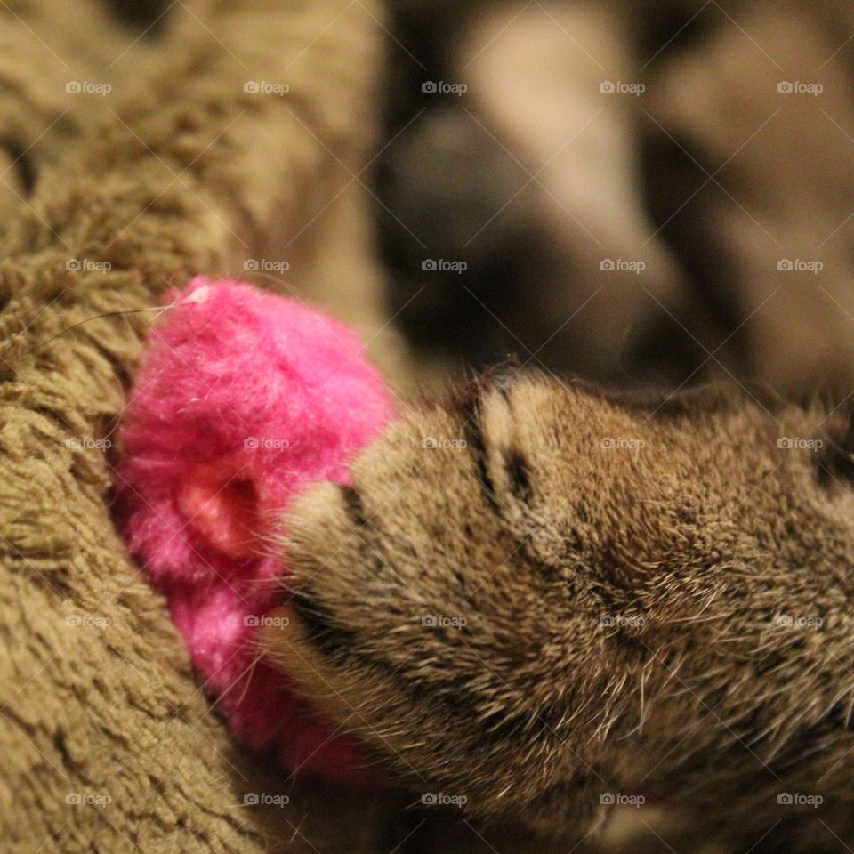 Tabby cat paw with pink toy mouse