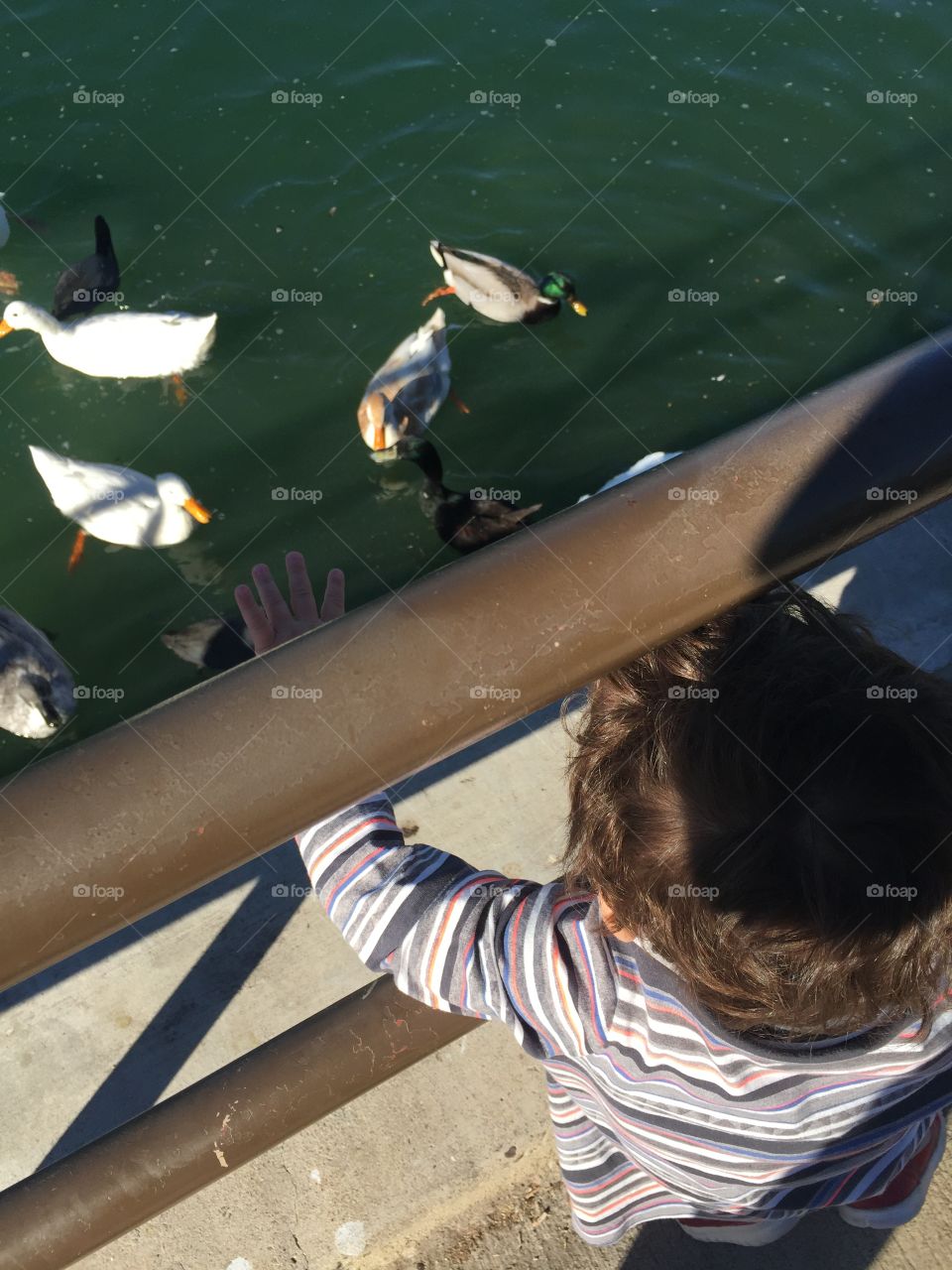 Child feeding the ducks.