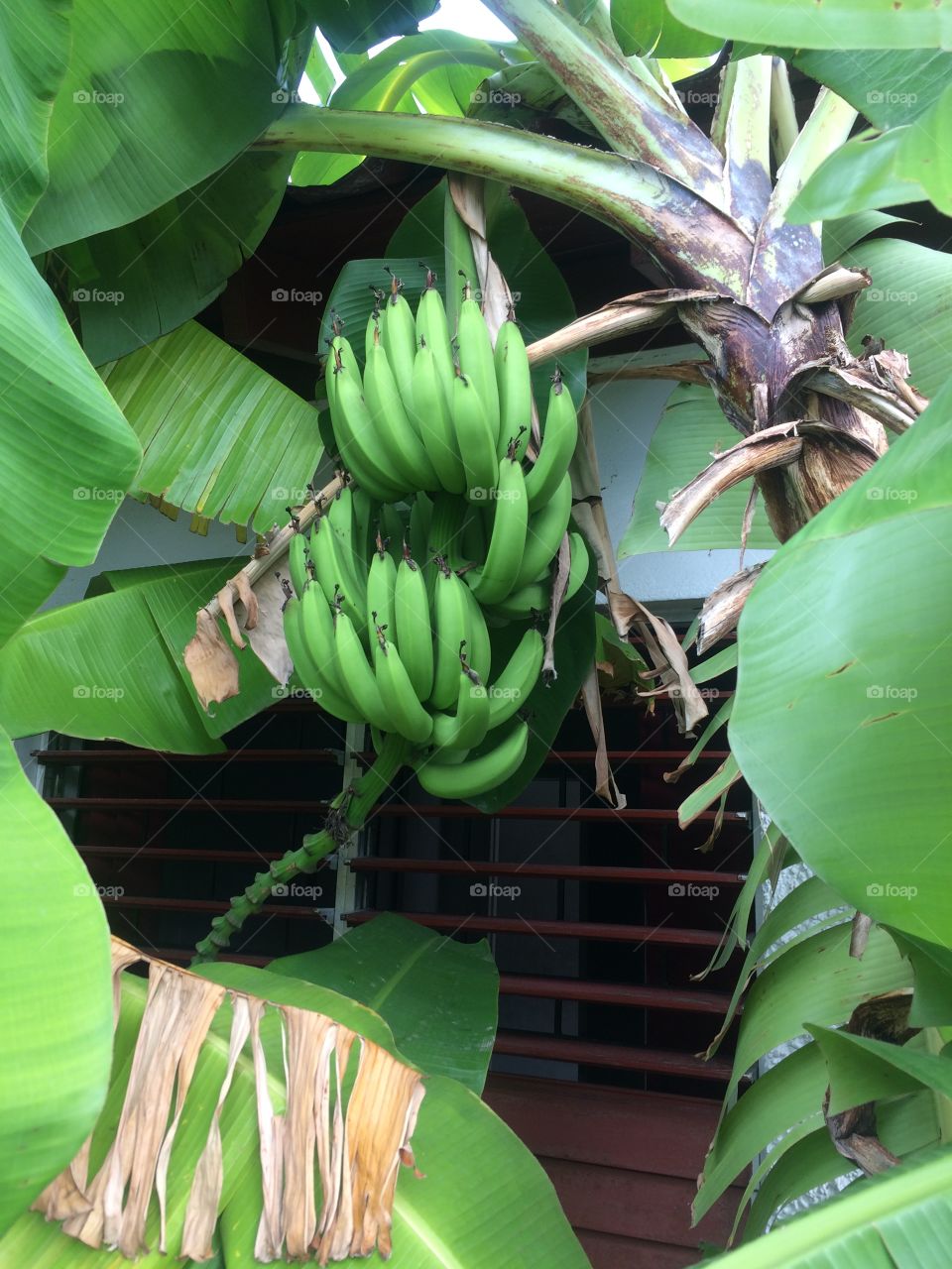 Banana Tree