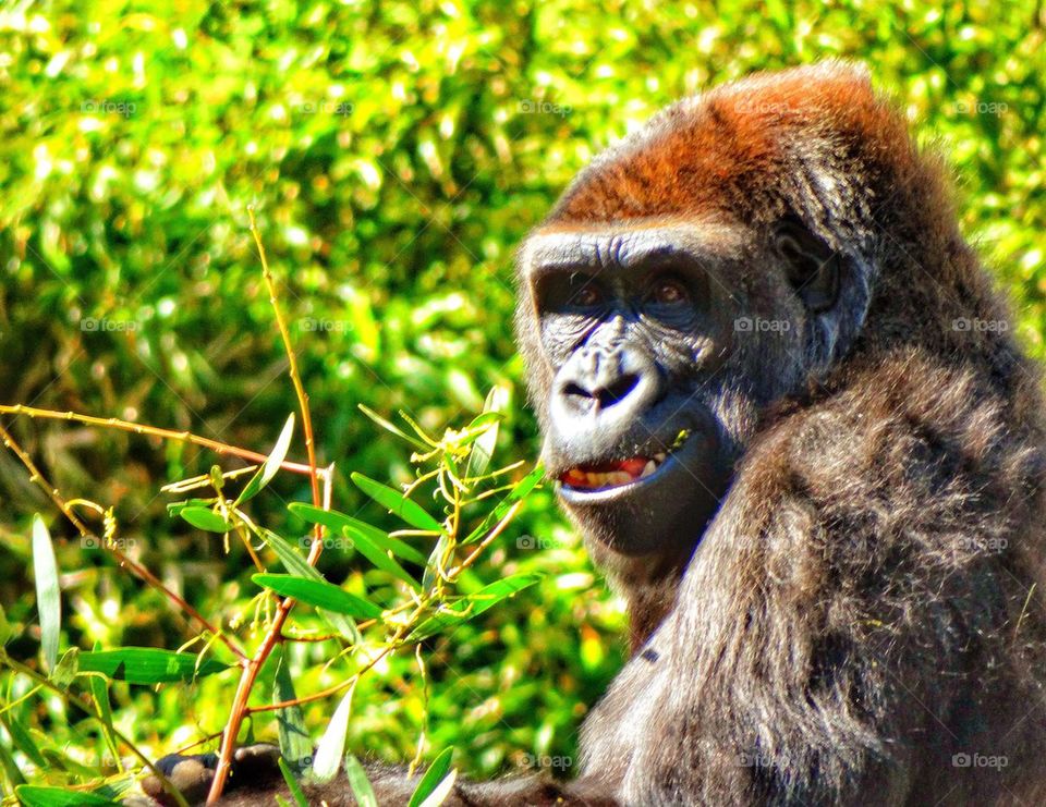 Smiling Gorilla
