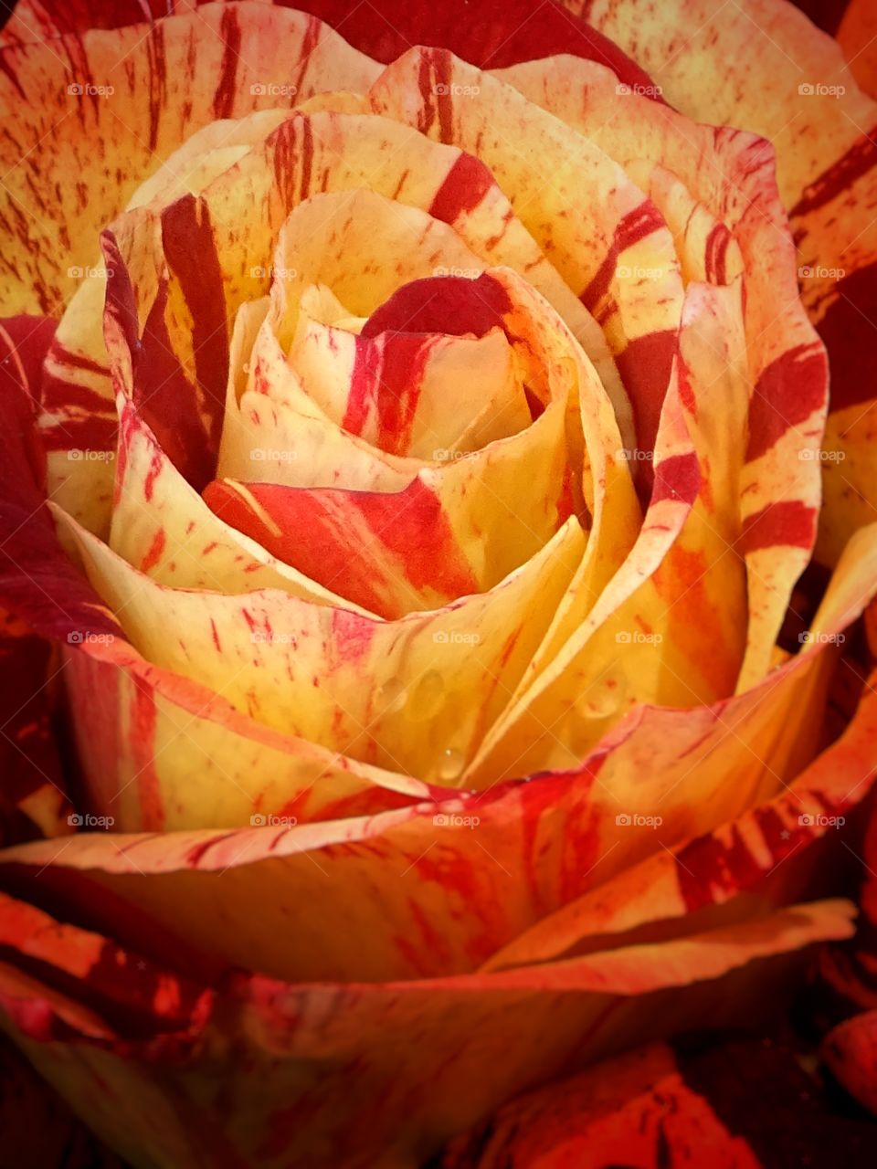 The beauty of flowers