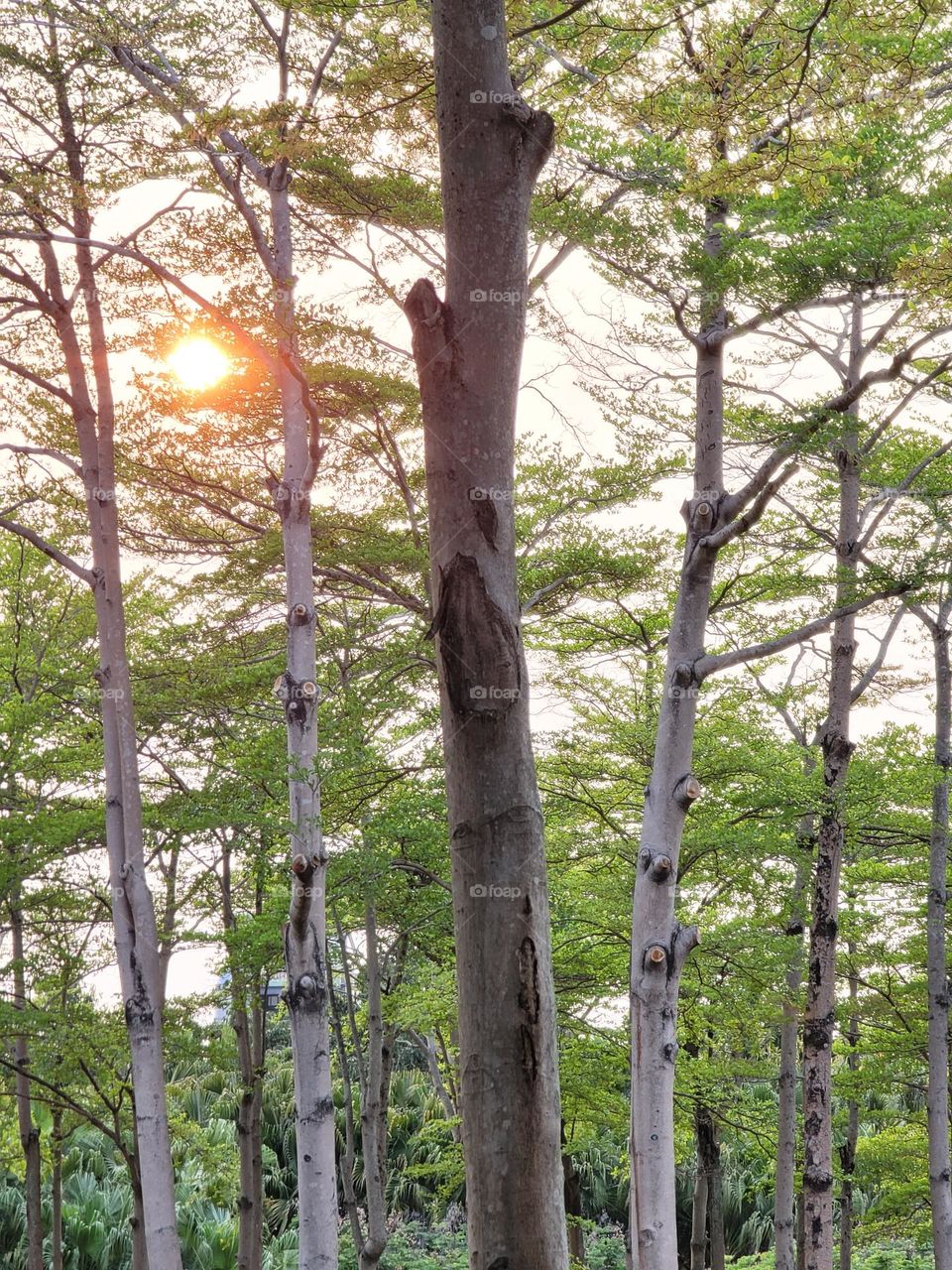 Woods and sunset