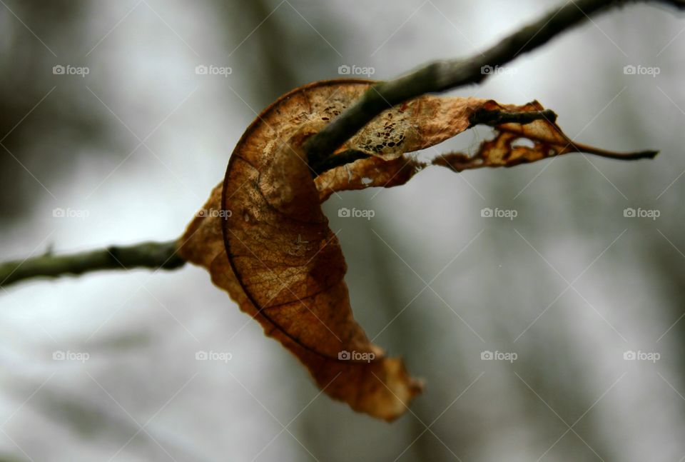 leaf on branch. looks like it wants to twirl around the branch.