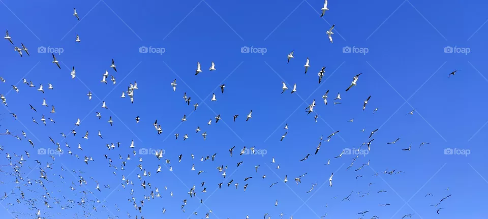 libertad