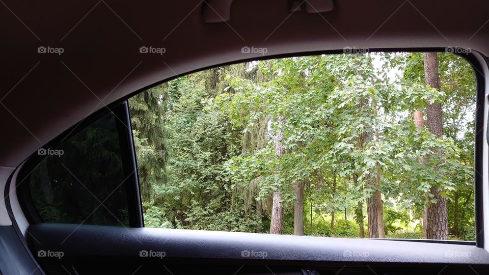 Forest view 🌳🌲Window of car🚘 Nature 🌲🌳