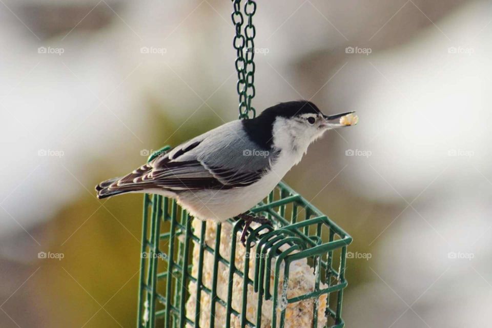 white breasted Nuthatch