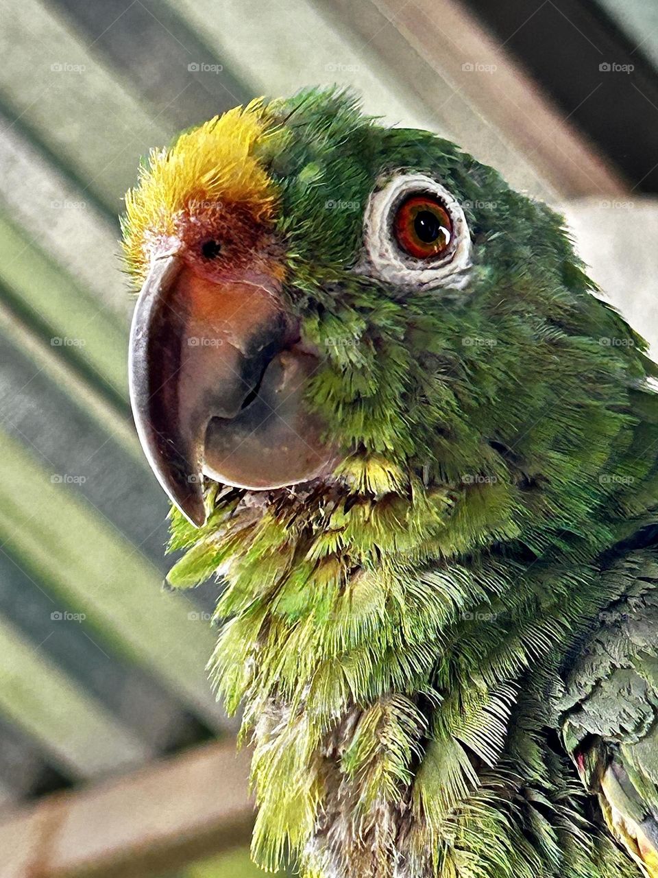 Parrot 