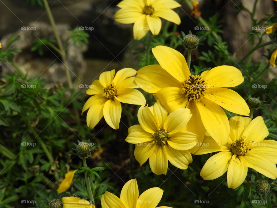 Flower spring garden