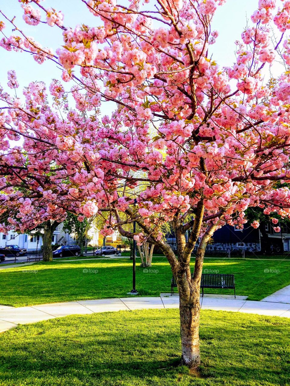 The colors of Nature are beautiful in any season, but in spring the color of the flowers and the green around them are in perfect harmony with the radiance that emanates from the sun.