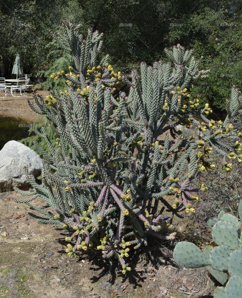 Blooming Cactus Yellow Flowers