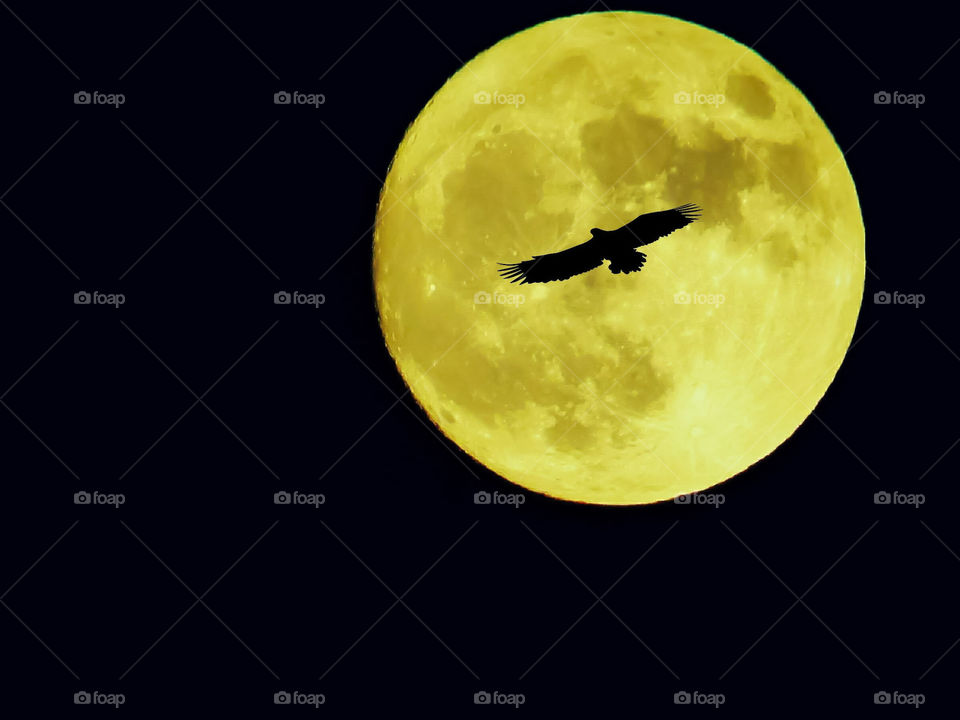 Large Bird Flying Past A Bright Yellow Harvest Moon