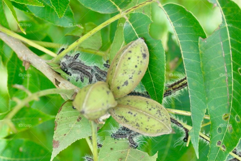 Caterpillars on pecans 