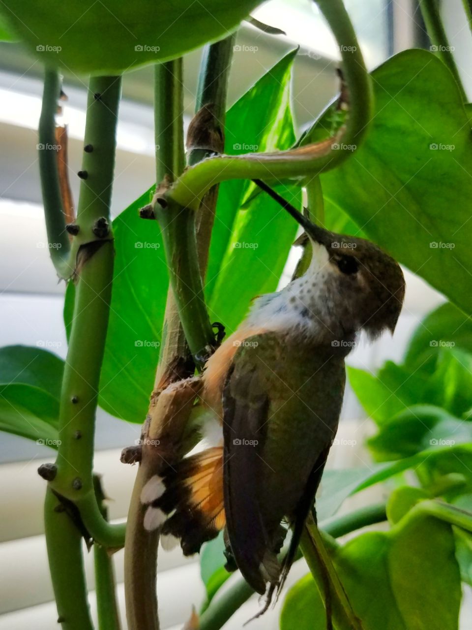 Hummingbird