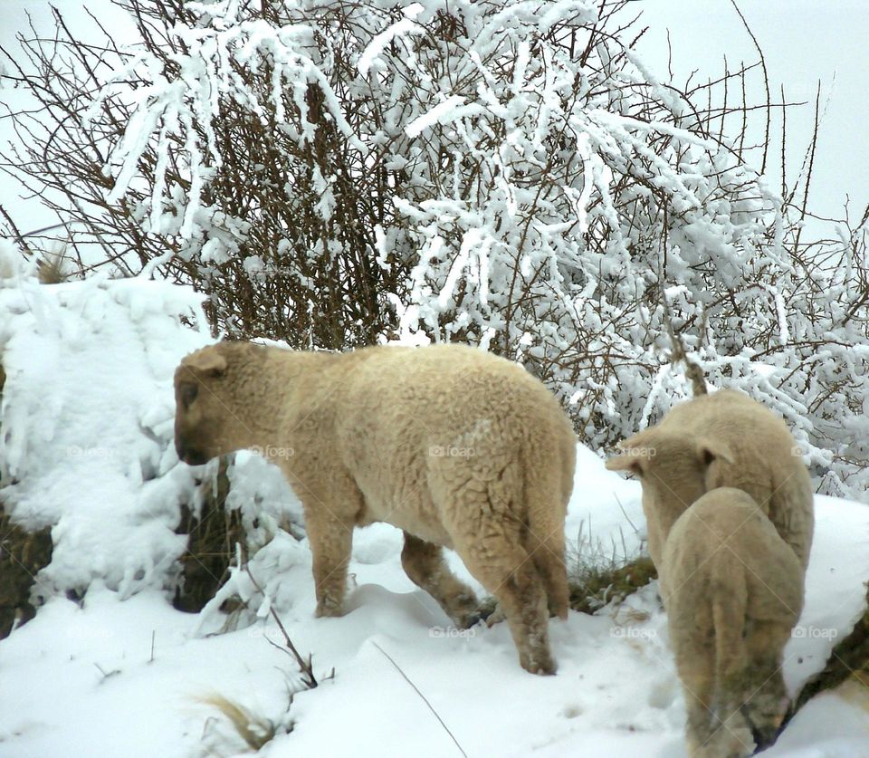 libres en la nieve