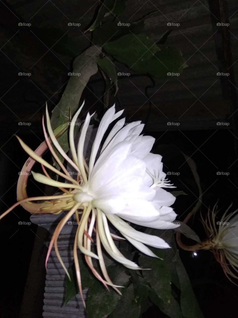 bunga langka (Wijaya Kusuma) pertumbuhan 6