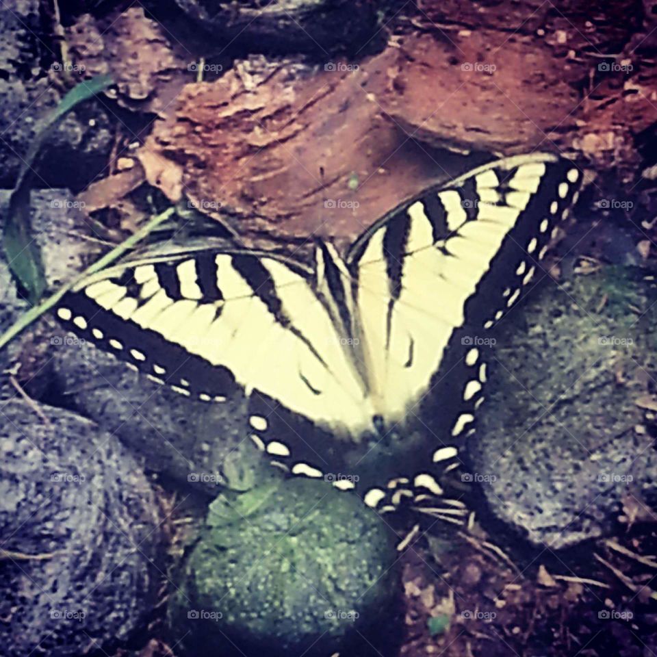 Butterfly in Breinigsville.