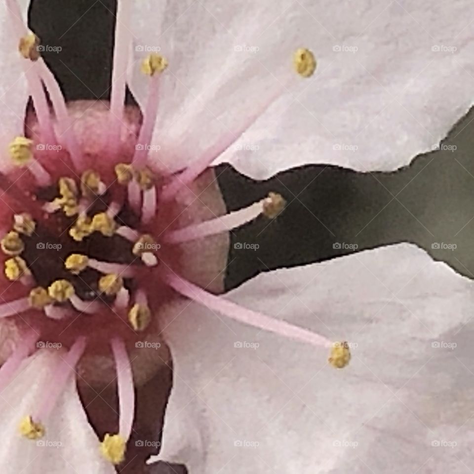 Cherry tree blossom flower