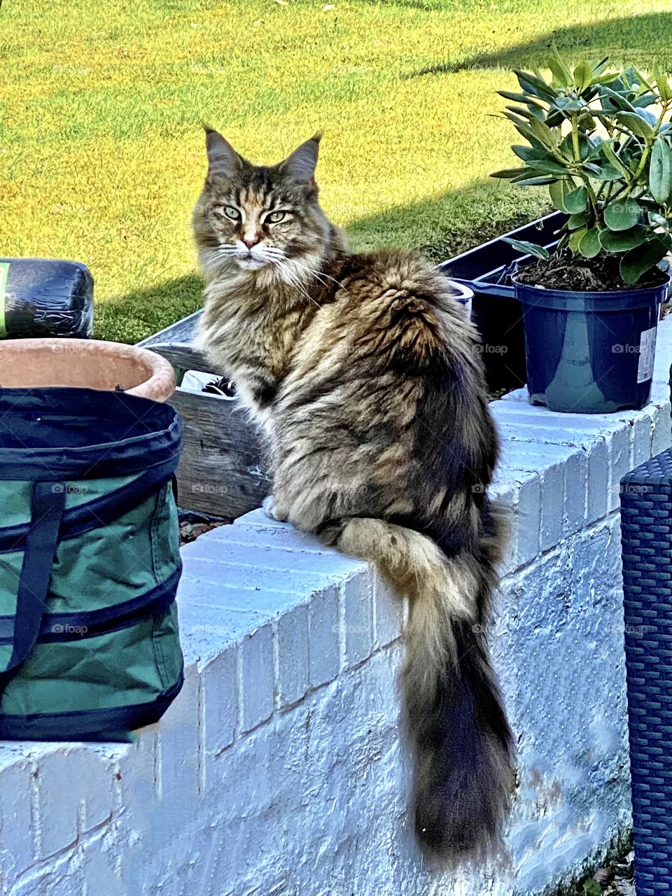 Maine Coon cat in the garden