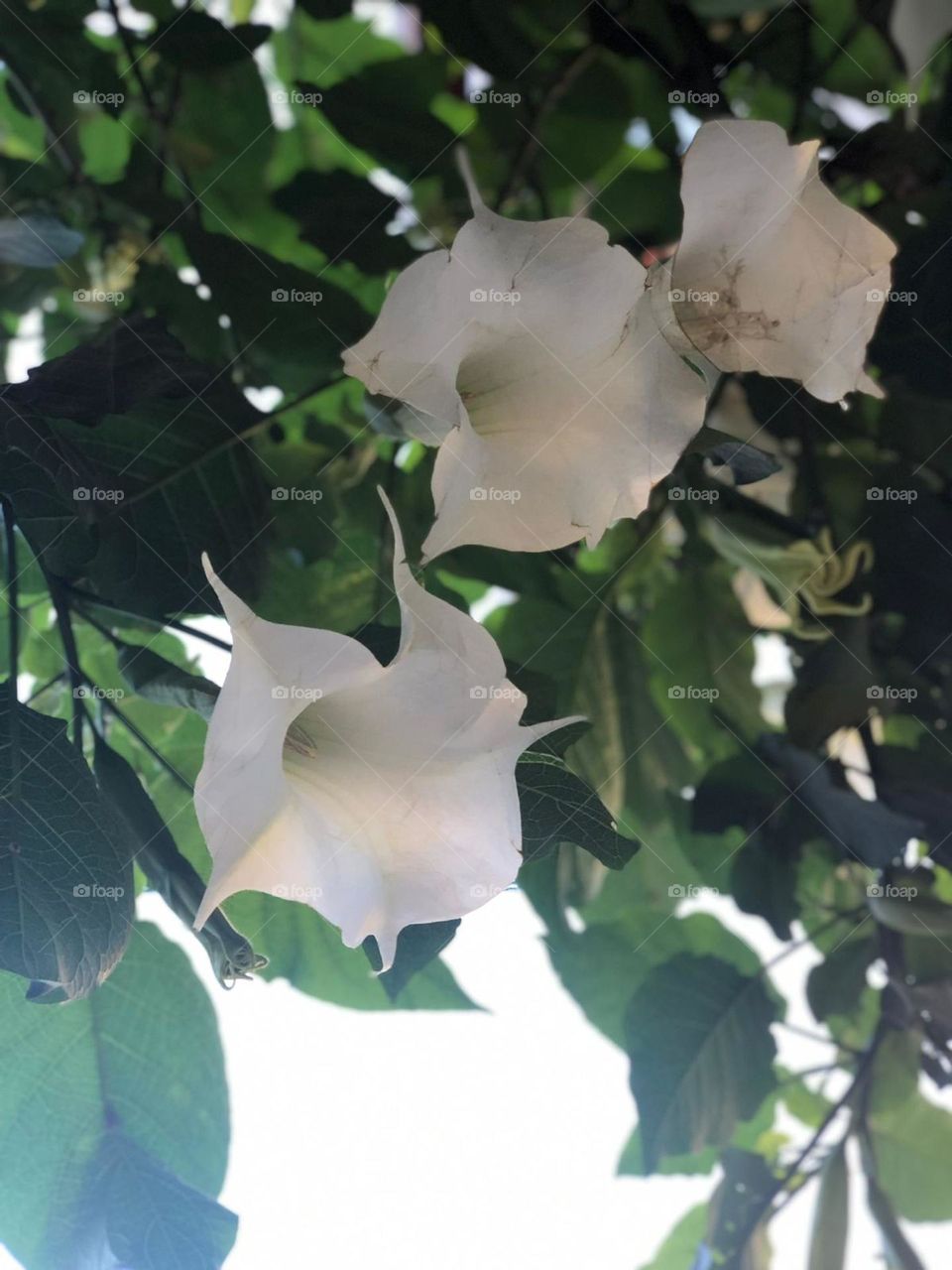 Simple white flowers