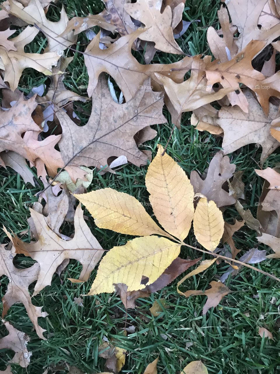 The different kinds of leaves that you find on the ground!