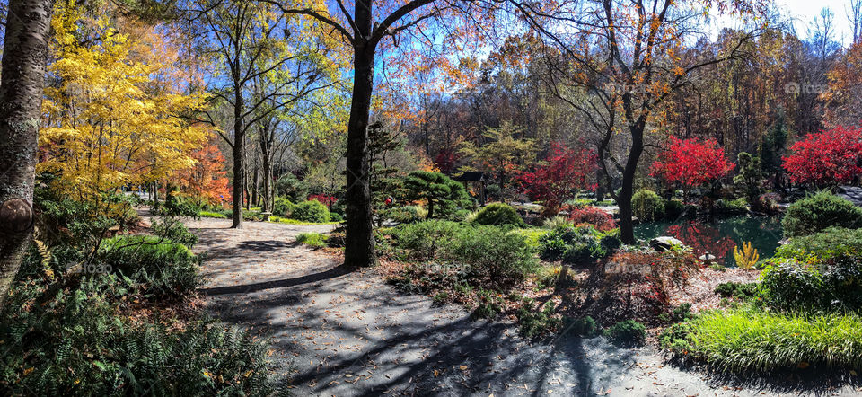 Japanese Maple Garden Pano