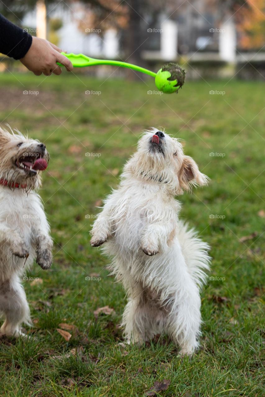 The dog playing with a ball