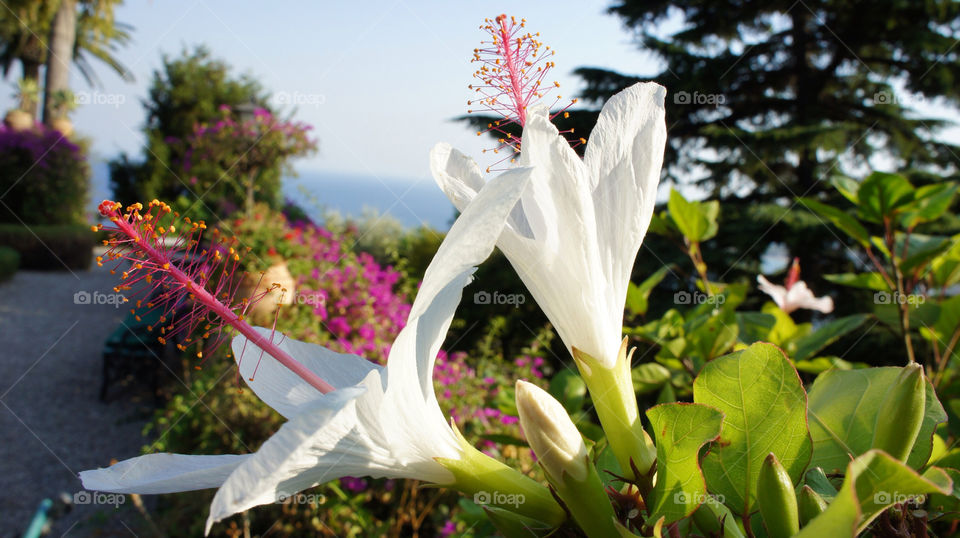 italy bushes plant trees sky sea by angeljack