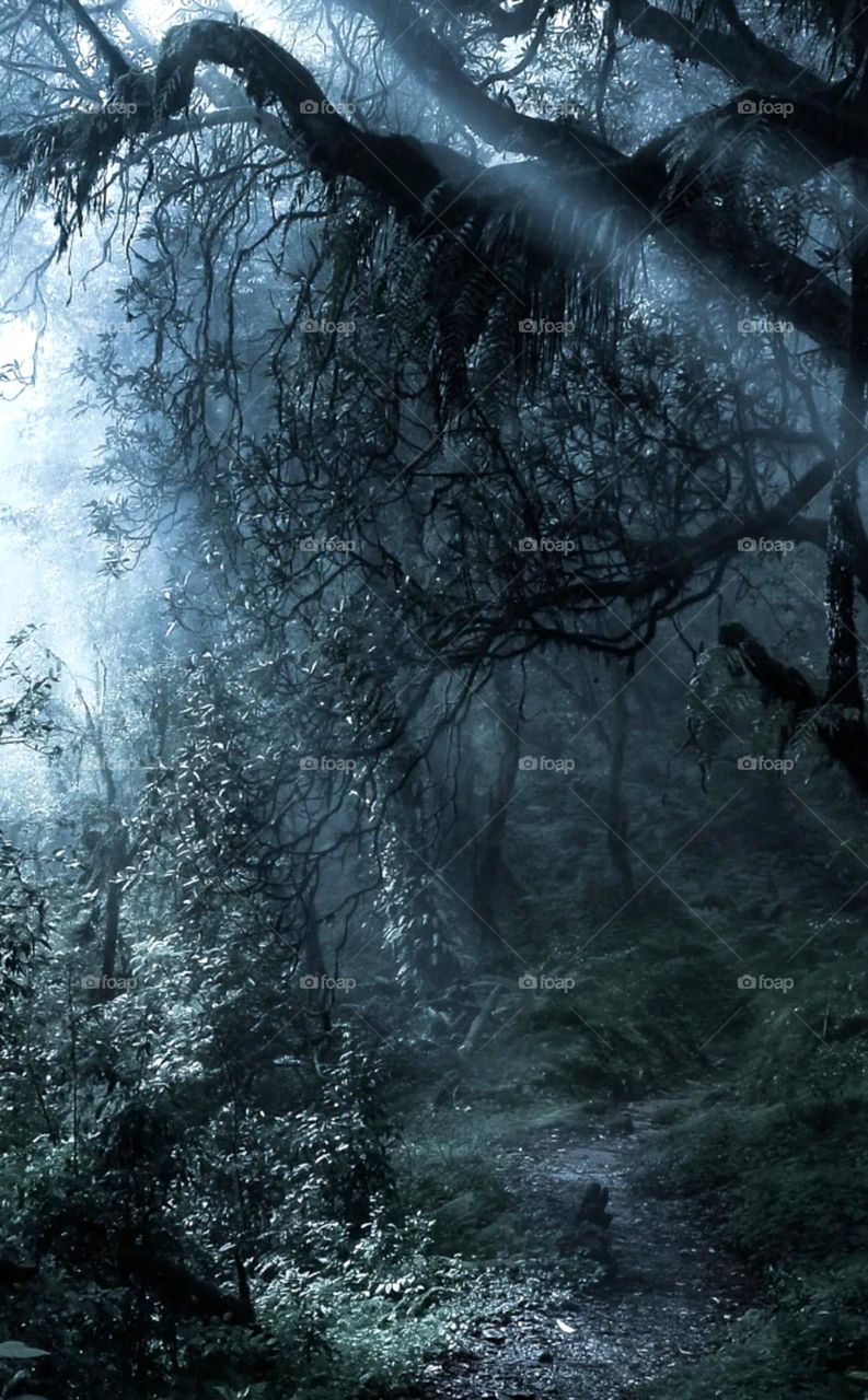 Nice click in jungle looks like dark Jungle so scary big big tree and so dangerous place