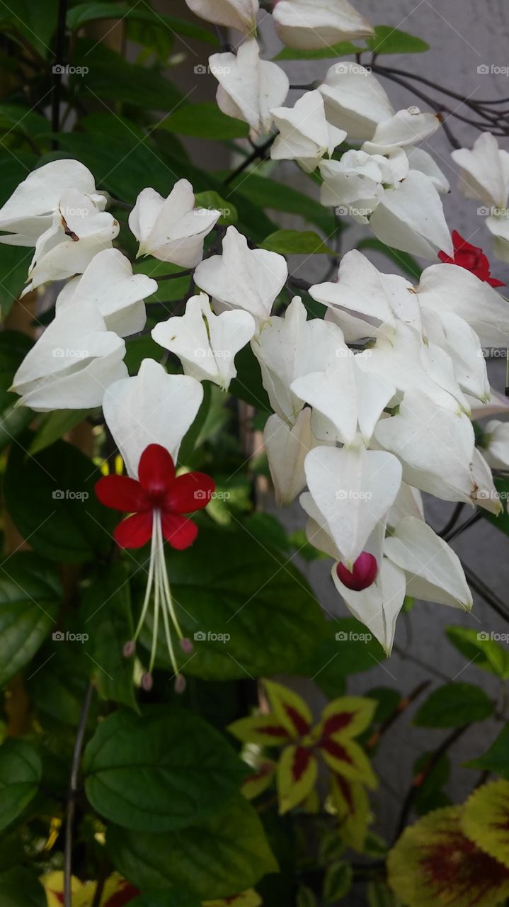 Pretty red and white flowers