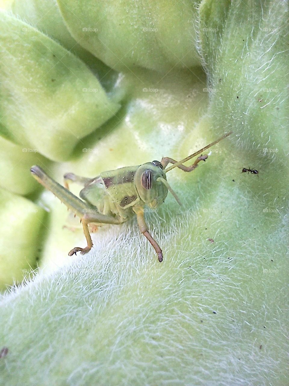 grasshoper on a sun flower