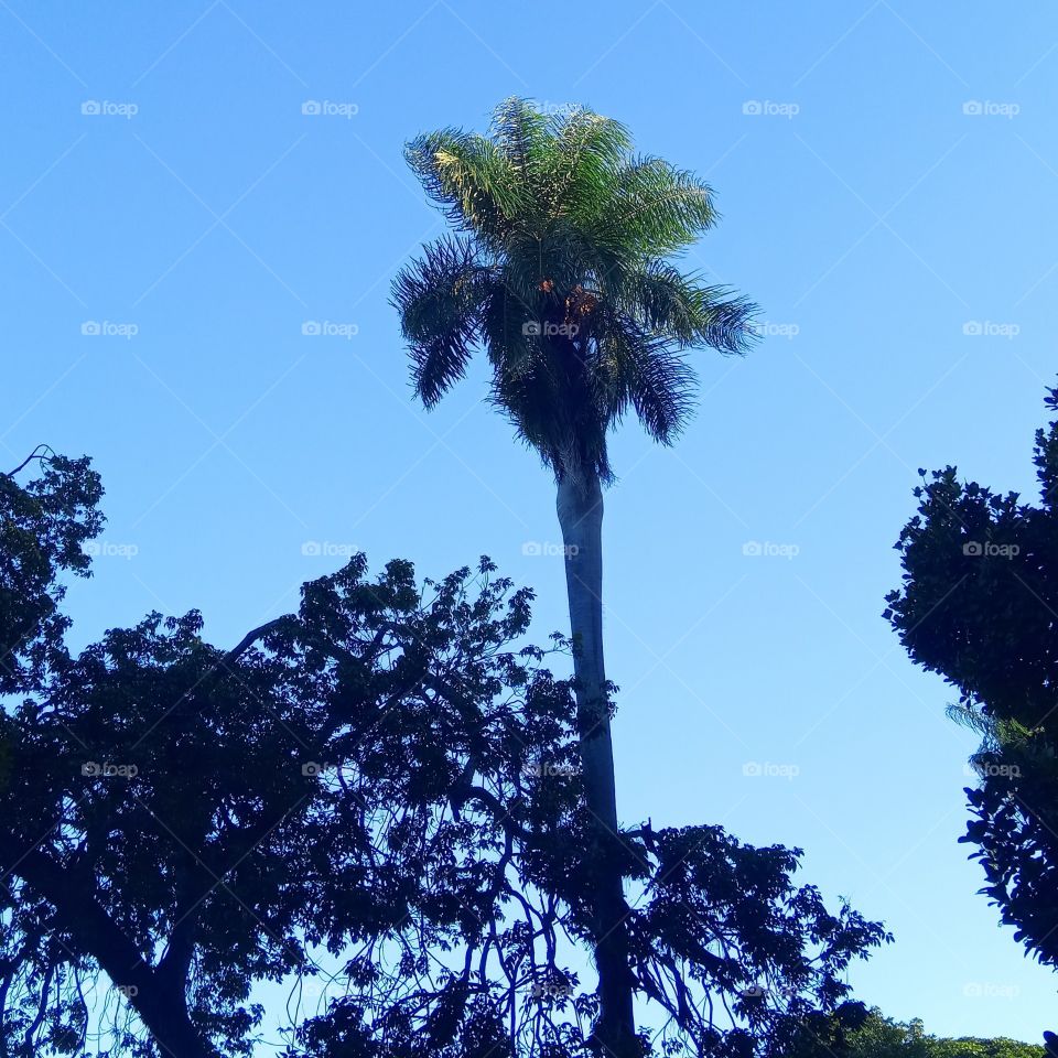 UM PÉ DE MACAIBA,FRUTO DO NORDESTE DO BRAZIL