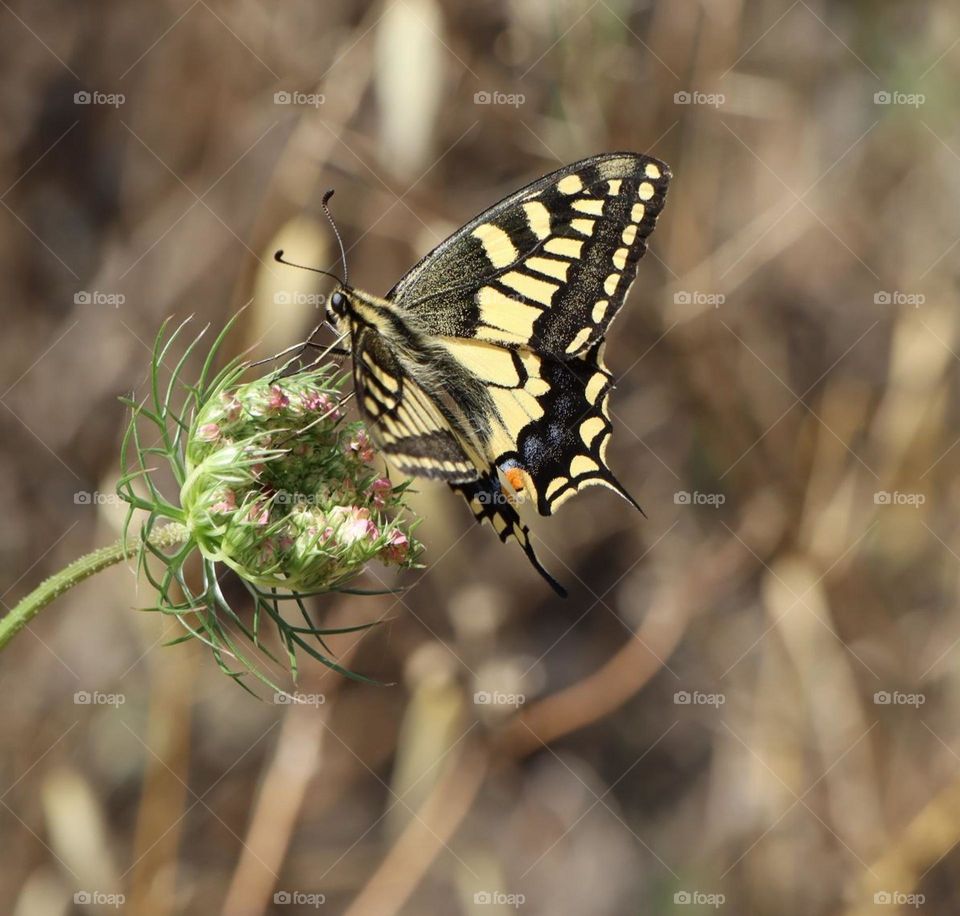 Swallowtail