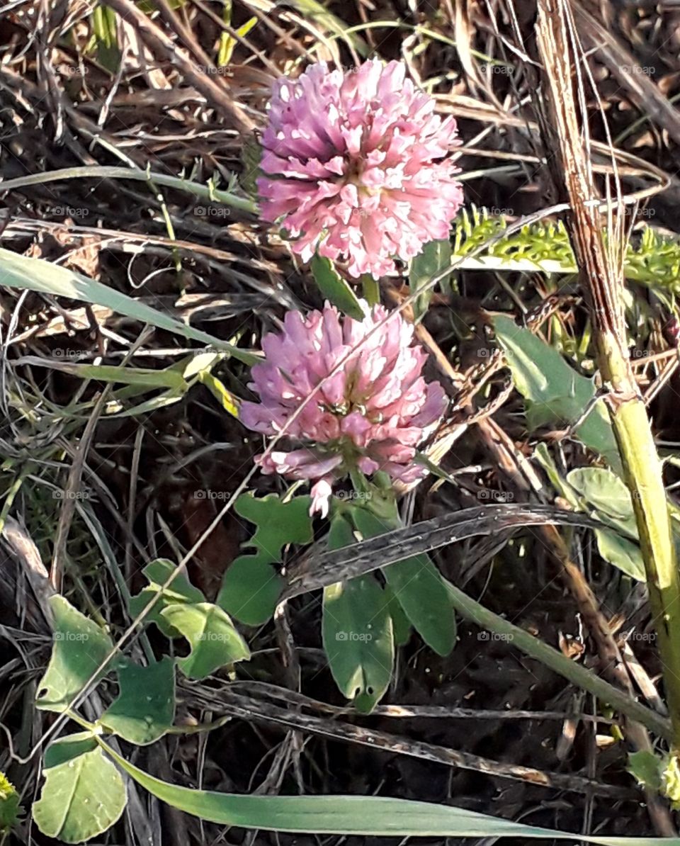 two pink Shamrock