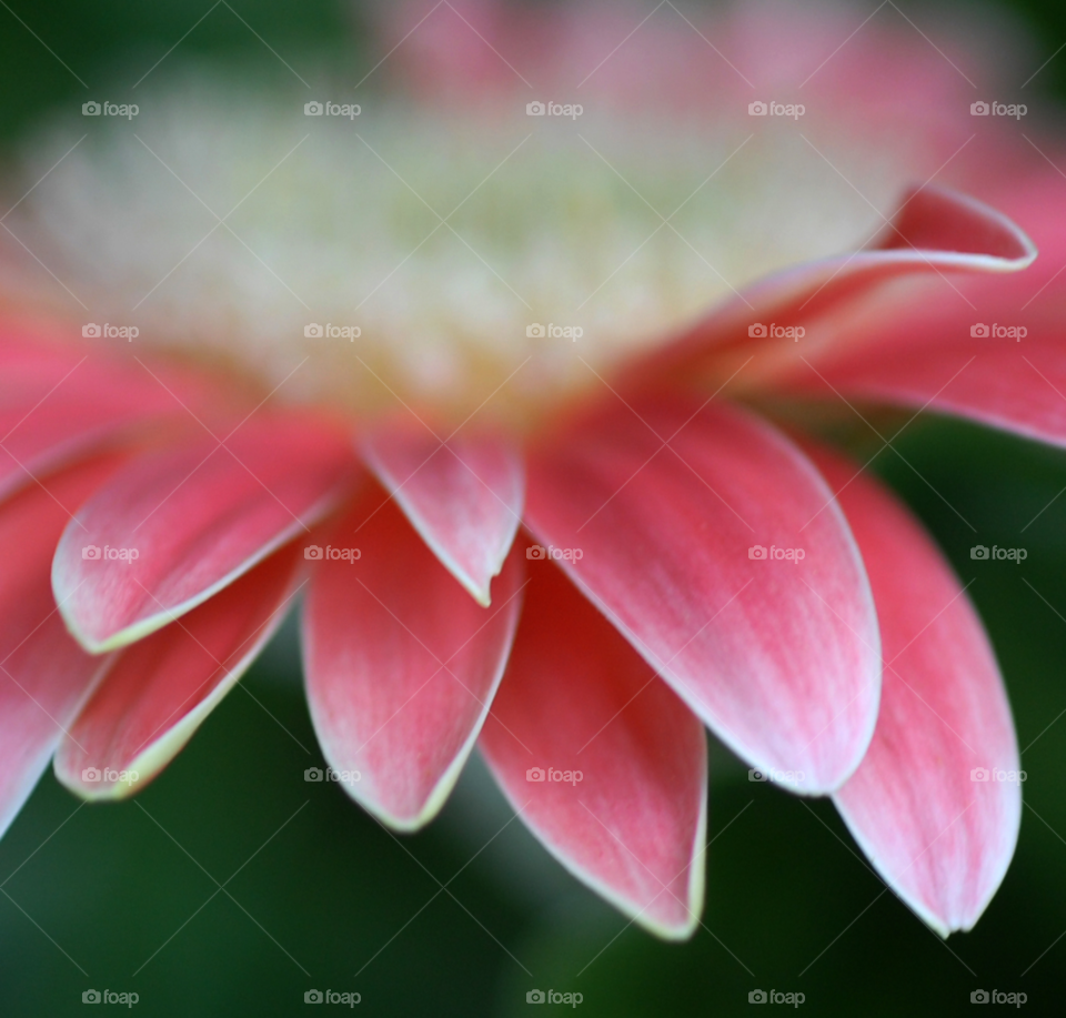 pink flower macro petals by lightanddrawing