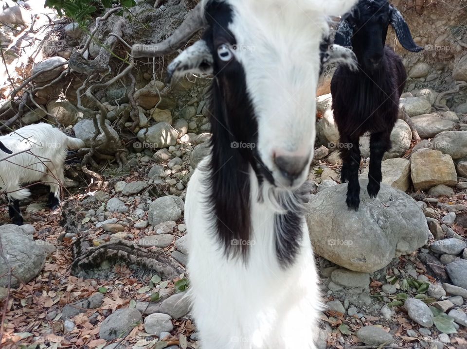 minigoat