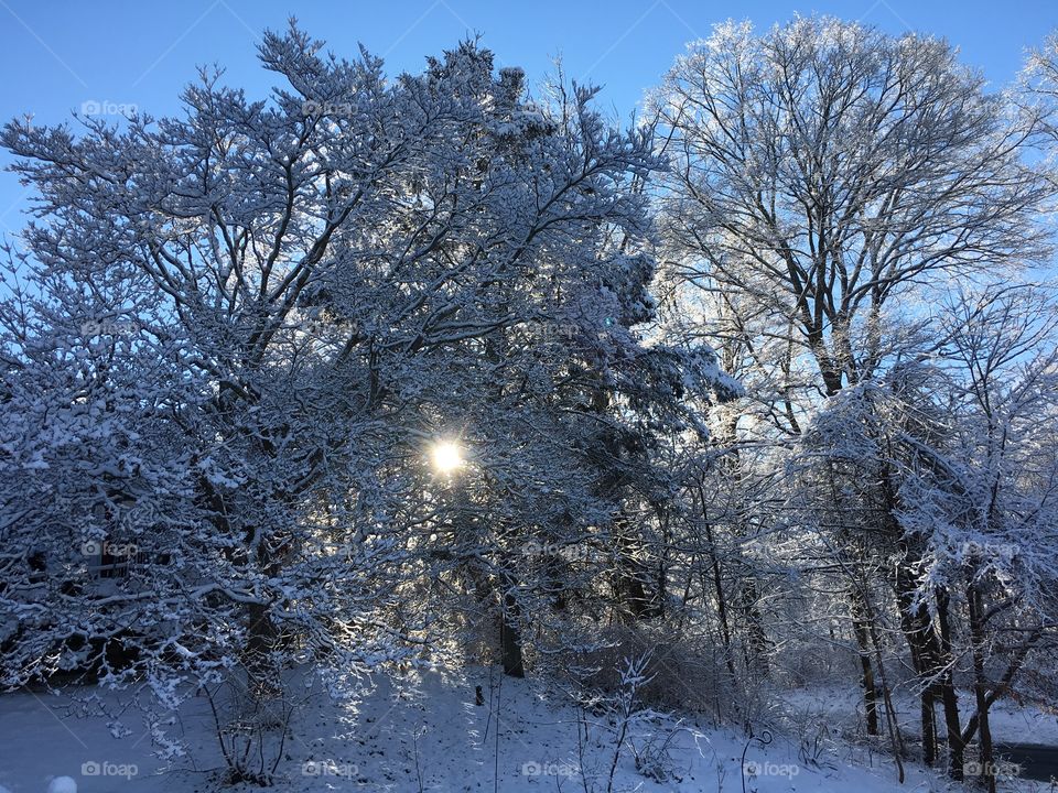 Ice-covered trees