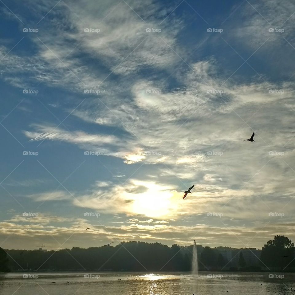 Seagulls over lake