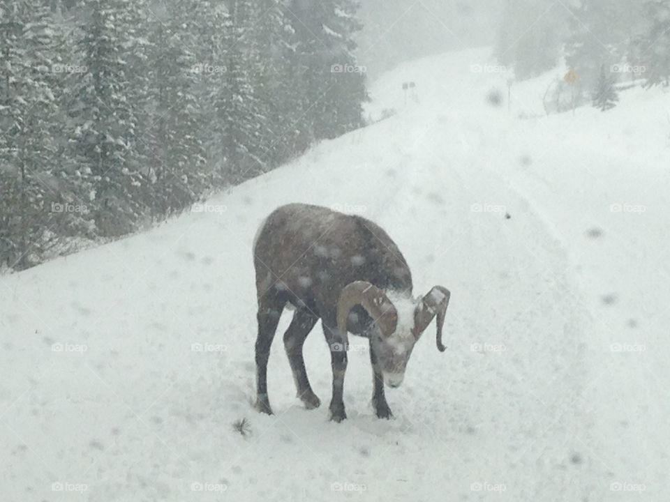 Wildlife on the road